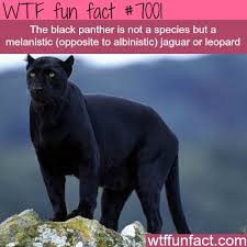 The Black Panther Wtf Fun Facts Fun Facts About Animals Animal Facts Fun Facts