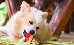 Watermelon is an especially refreshing and healthy treat for your dog because of its high water content. Is Watermelon Safe For Dogs Can I Feed My Dog Some Melon