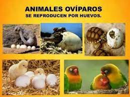 Animales Oviparos Animales Oviparos Animales Viviparos Imagenes De Animales Oviparos