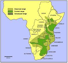 The zebra habitat is grasslands, some in the east and south parts of africa. Jungle Maps Map Of Africa Where Zebras Live