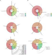 Frontiers The Impact Of Type Vi Secretion System