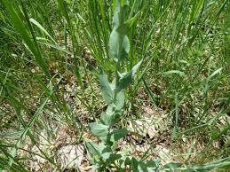 Image result for Turritis glabra