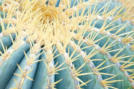 Download jumping cactus images and photos. Spines Of A Golden Barrel Cactus Close Up Photographic Print Alexander Georgiadis Art Com