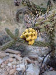 The walking stick cactus can be found growing naturally in the lower arkansas river watershed region that includes the cities of pueblo and canon city. 5 Facts About Walking Stick Cholla Explore Texas