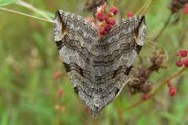 Image result for Aplocera efformata