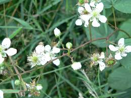Image result for Rubus runssorensis
