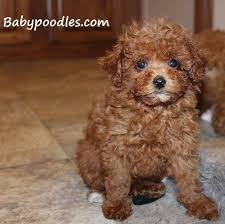 Black And White Toy Poodle Puppies For Sale Puppies For Sale Tea Cup Tiny Toy Toy Poodles Illinois Poodle Breeder Toy Poodle Puppies Poodle Puppies For Sale Teacup Puppies For Sale