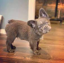 Maybe you would like to learn more about one of these? Cherry Valley Blue Frenchies Home Of The Fluffy Frenchies Home Facebook