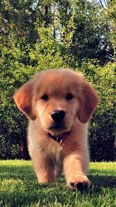 Download Zlatni Ritriver Wallpaper By Barsadenis 5f Free On Zedge Now Browse Millions Of Popular Dog Wallpapers And Cute Dog Wallpaper Cute Dogs Puppies