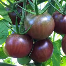 Grape and cherry tomato seeds are also a great choice for the container gardeners. Black Cherry Tomato Plants For Sale Free Shipping