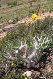 Image result for Antherotoma angustifolia