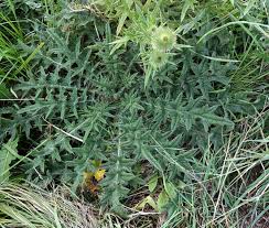 Image result for Cirsium