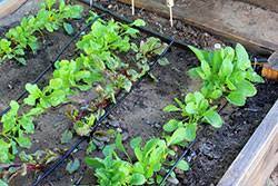 Learn how to plan a garden irrigation system with this guide from bunnings. Drip Irrigation For Home Gardens 4 702 Extension