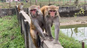 How To Make Fun With Monkeys Everyday Monkey Funny Video Lovely Friends Animals With Humans Youlike Monkeys Funny Monkey Funny Videos Baby Monkey Pet