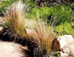 Image result for Aristida leucophaea