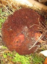 Image result for Asterochaete