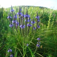 Image result for Verbenaceae