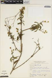 Image result for Pegolettia senegalensis