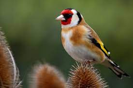 Seit tagen herrscht hier im garten und rund drum ein lautstarker kampf elstern gegen raben. Ein Garten Fur Vogel Gartenzauber