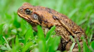 Check spelling or type a new query. Tikus Cerdik Yang Piawai Membedah Kodok Beracun Dengan Presisi Untuk Memakan Jantungnya Bbc News Indonesia