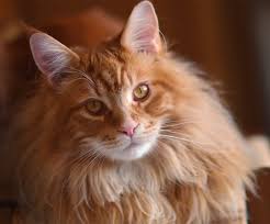Finally got some good video footage of gorgeous dodger. Maine Coon Orange Tabby Kitten Novocom Top