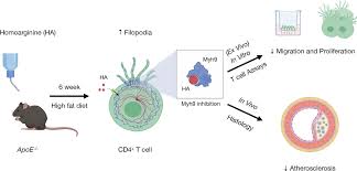 The Amino Acid Homoarginine Inhibits Atherogenesis by Modulating T-Cell  Function