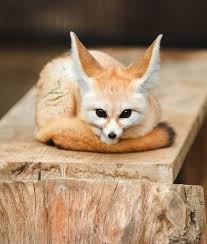 This Fennec Fox Will Melt Your Heart Animals Cute Animals Animals Friends
