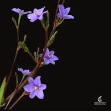 Image result for Aristea angolensis