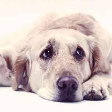 This includes bleeding, vomiting, and diarrhea, as well. Is Your Dog Throwing Up Blood Here S What To Do Petcarerx