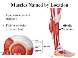 • some muscles are named for the location in which their fibers run. Lab 7 Muscles And Muscle Tissue Gilbert R