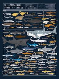 This Diagram Of Deepwater Denizens Features Nearly 130