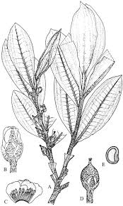 Image result for Balthasaria schliebenii