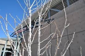 It is the only surviving member of a group of ancient plants believed to have inhabited the earth up to 150 million years ago. Princeton Sentry Ginkgo