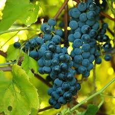 Image result for Rhoicissus tomentosa