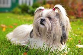 Chinese dog names for female. 250 Fantastic Shih Tzu Names My Dog S Name