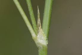 Image result for Melilotus indicus