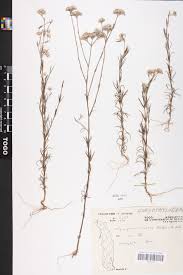 Image result for Polycarpaea eriantha