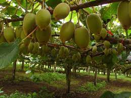 If you are a fruit lover, or if you just want to try something new that you didn't know even existed, here is a list of tropical fruit you have to eat when you're in hawaiʻi. Kiwis Grow On Vines And Are Cultivated Like Grapes Kiwi Vines Kiwi Vine Fruit Tree Garden Kiwi Growing