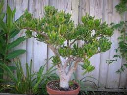Rupicola is a low growing shrub, up to 2 feet (60 cm) tall. Crassula Sarcocaulis Bonsai Youtube