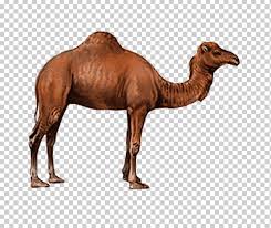 The former, which live in large numbers in africa and the. Camel Drawing Camel Mammal Animals Cartoon Camel Png Klipartz