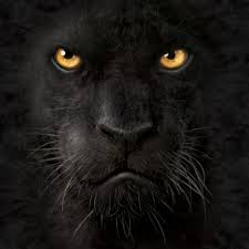 Black Panther Skin Covers For Custom Style And Protection Black Panther T Shirt Animal Tshirt Wildlife Shirt
