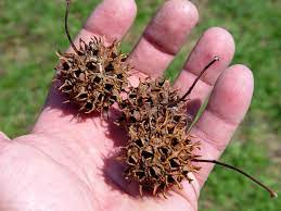 Gum balls zum kleinen preis. Patio Trees Garden Housecalls Patio Trees Garden Trees Tree Seeds
