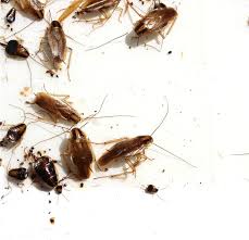 Associated with foodborne illnesses, they have been a cockroach infestation can damage a business' reputation and goods, and the financial loss can be food science is critical to the future development of many aspects of food production, sustainability. Http Www Stoppests Org Stoppests Assets File Reeport 20version 20cockroach 20management 20guidance Dhg Ll Sr Dhgv2 20mf Dw 20mrw11 Pdf