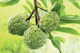 Named After Sita Brought From America Telegraph India سیٹافیل آئس کریم کی ویڈیو ترکیب ۔ کھانا پکانے کی ویڈیو تراکیب ۔ named after sita brought from america