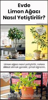 Ülkemizde ise ege ve akdeniz bölgelerinin iklimi uygun olduğundan en uygun bölgelerdir. Evde Limon Agaci Nasil Yetistirilir Hayat Bilgileri Sebze Bahceciligi Bitki Agac