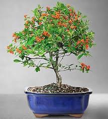 Looking for a bonsai plant for your home or garden? Dwarf Pyracantha Bonsai From 1 800 Flowers Com 18769 Cay Kiá»ƒng Bonsai Cay