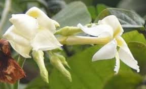 Image result for Aframomum alboviolaceum