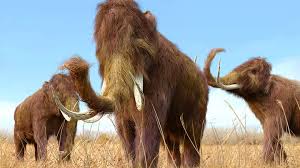 Why Did Woolly Mammoths Die Out