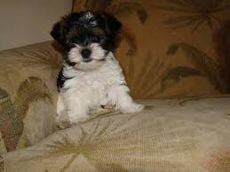 Maybe you would like to learn more about one of these? Yorkshire Terrier Akc Yorkie Rare Parti Yorkie Champ Bloodlines For Sale In Gulf Shores Alabama Classified Americanlisted Com