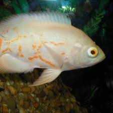 Untuk ikan oscar batik harga ikan oscar ini sekitar 75 ribu rupiah per ekor. Ikan Oscar Platinum